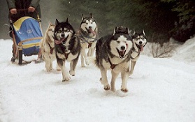<b>Sled<b> dog</b>s</b>
