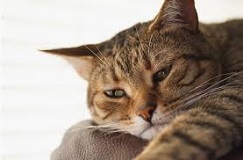 Cat Health Symptoms Dont Ignore Them