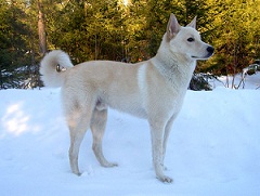 The <b>Bedouin Shepherd</b> Dog