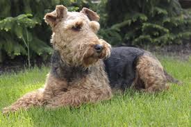 <b>Terriers</b>