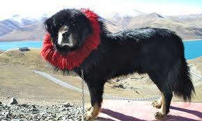 <b>Tibetan Mastiff</b>
