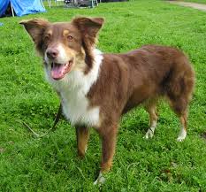 <b>Top Breeds in Australia</b>