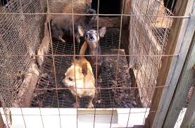 <b>The Animal Welfare Act</b>