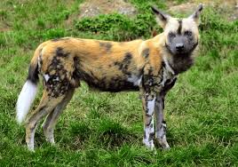 The <b>Wild Dog</b>